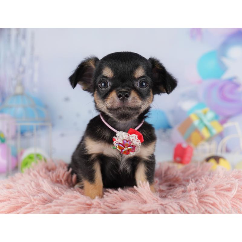 成約済の東京都のチワワ(ロングコート)-414747の1枚目